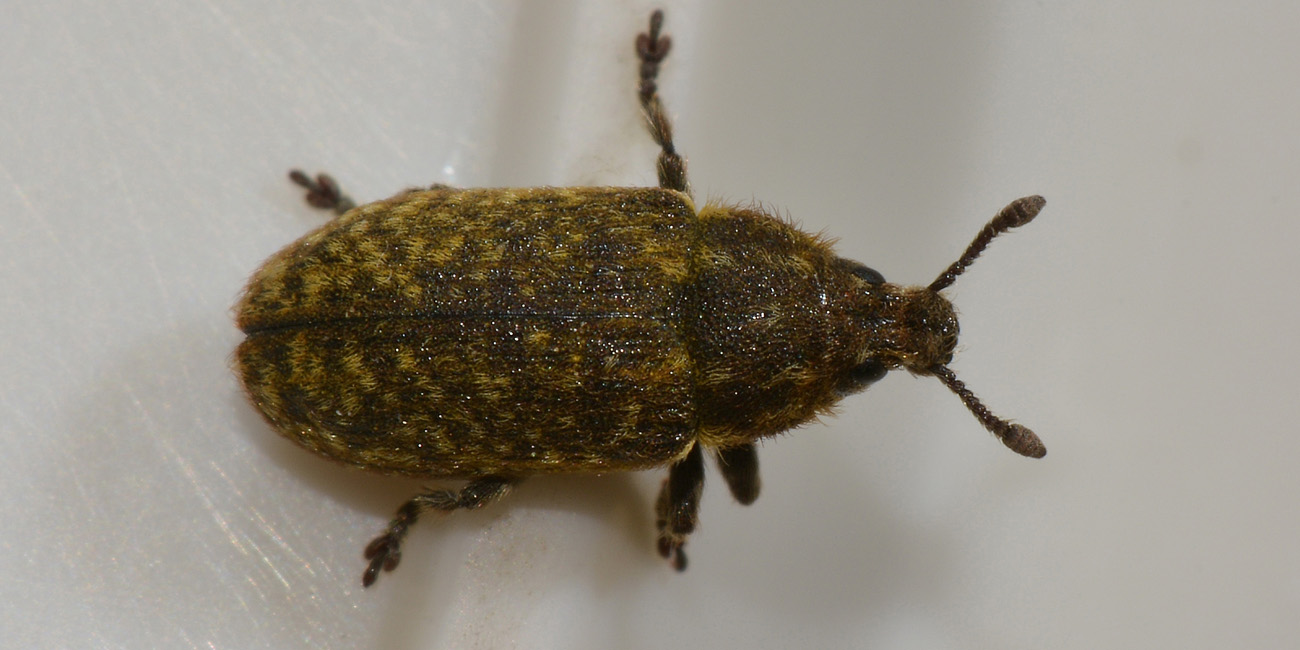 Curculionidae: Rhinocyllus conicus?  Sì!